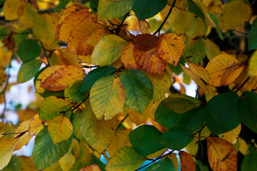 Urban park in autumn colours