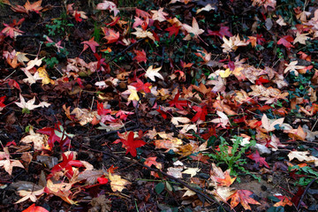 Urban park in autumn colours