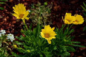 Yellow ray flower close-up