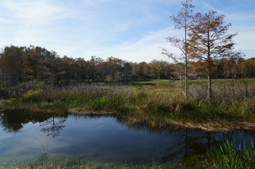 foliage in the Louisiana swamp