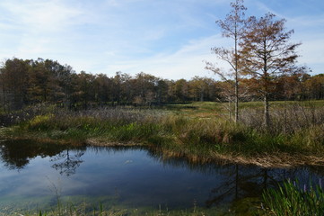 Fototapeta na wymiar foliage in the Louisiana swamp