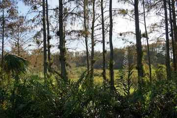 foliage in the Louisiana swamp
