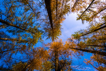 Low angle view of tree tops framing the blue sky.