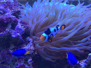 fish in aquarium