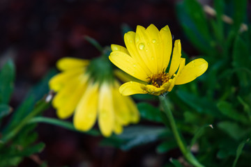 Yellow ray flower close-up