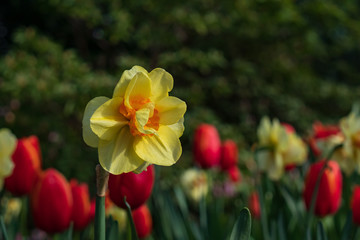 Obraz premium Daffodil close-up with red tulips in backgrounds