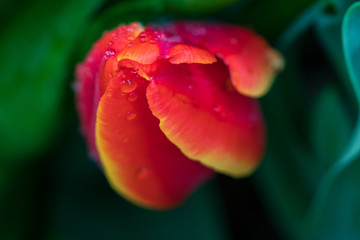 Rain drops on red with yellow tulip bud, close-up
