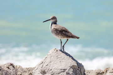Long-billed dowitcher on a pile of sand, Florida, USA