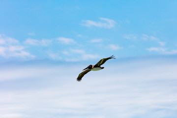 Pelican flying against clouds and blue sky, Florida, USA