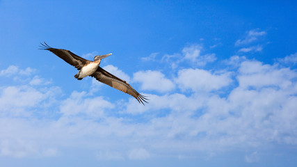 Pelican flying against blue sky with clouds, Florida, USA