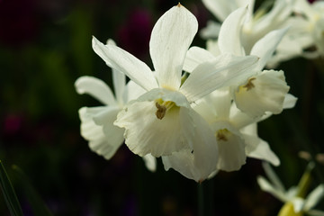 White daffodils close-up