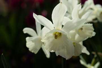 White daffodils close-up