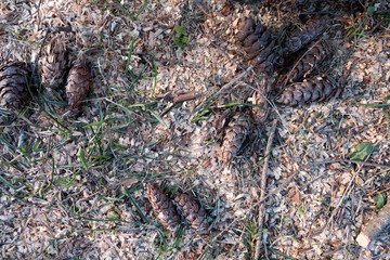 Pine cones and sawdust on the soil surface.