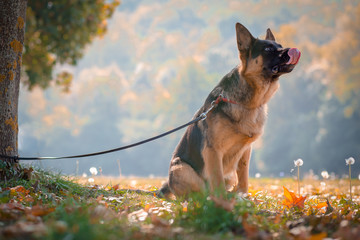 Beautiful German Shepard on the leash in the park. Autumn colors.