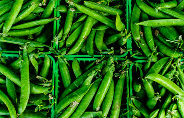 fresh green beans