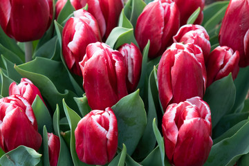 Red with pink tulips