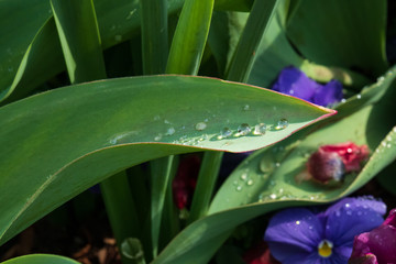 Raindrops on green tulip leaves close-up