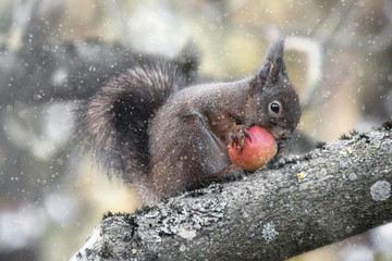 A squirrel is sitting on a branch and eating an apple, snowis falling.  Sciurus vulgaris.