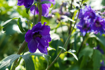 Larkspur, purple flower, close-up