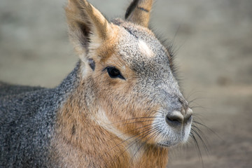 Naklejka na ściany i meble Close-up on the head of an intent-looking kangaroo