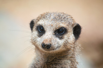 Close-up on the head of a meerkat standing and watching the surroundings