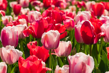 Purple, pink and red tulips, Close-up