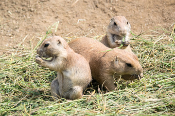 A group of small rodents just eating an apple