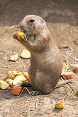 A small rodent just eating an apple