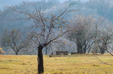 Landscape. Autumn garden with trees and yellow grass