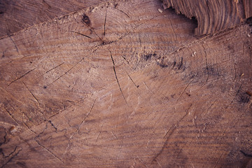 Cross-section ofan old tree.