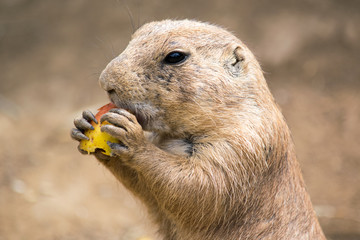 Detail on the head of a small rodent who is currently eating an apple