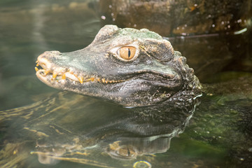 A dangerous crocodile stuck his head out of the water