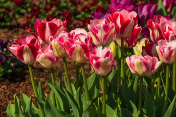 Obraz premium Tulips, Close-up