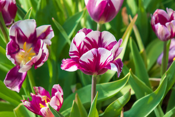 White with purple tulips, Close-up