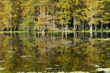 autumn in the Florida swamp