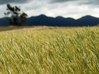 Fototapeta premium Wheat field