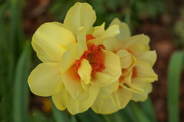 Daffodil close-up