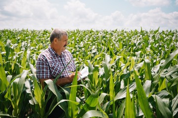Adult farmer checking plants on his farm. agronomist holds tablet in the corn field and examining crops. Agribusiness concept. agricultural engineer standing in a corn field with a tablet.