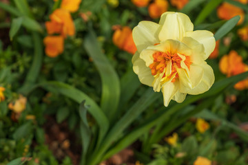 Fototapeta premium Daffodil close-up