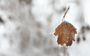 Close up of frozen tree branch with autumn leaves in winter. The last leaf on the tree with blurred...