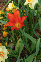 Orange tulip, Close-up
