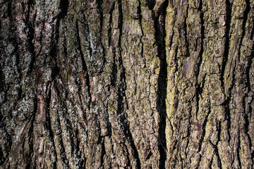 Old oak bark, texture, background