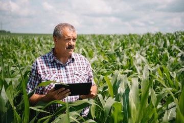 Naklejka na ściany i meble Adult farmer checking plants on his farm. agronomist holds tablet in the corn field and examining crops. Agribusiness concept. agricultural engineer standing in a corn field with a tablet.
