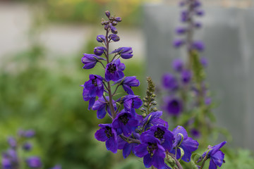 Larkspur, purple flower, close-up