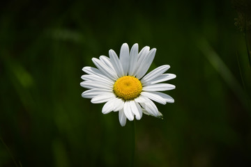 White Daisy on Green Background, Close-Up