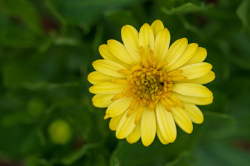 Yellow ray flower close-up