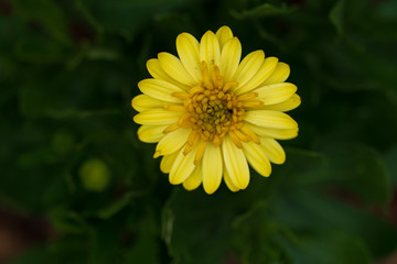 Yellow ray flower close-up