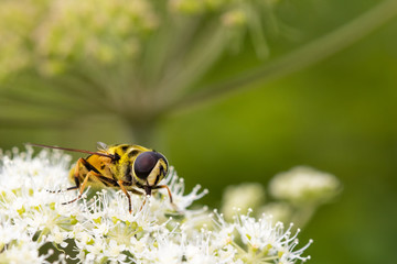 Schwebefliege