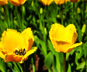 Yellow tulip flower in tulip garden. - 306792737