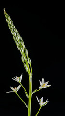 fiori di ornithogalum pyramidale